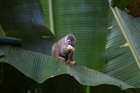 Rain Forest-1496