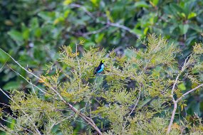 Rain Forest-153