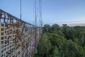 Rain Forest-1620