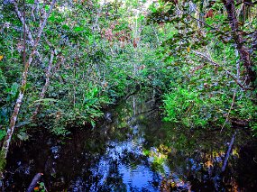 Rain Forest-1789-Edit