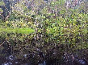 Rain Forest-1795-Edit