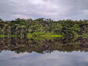 Rain Forest-1800-Edit