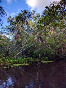 Rain Forest-1814-Edit