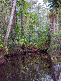 Rain Forest-1815-Edit