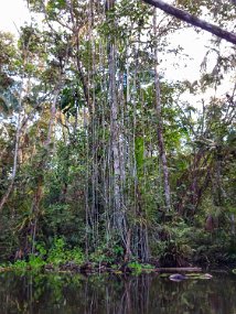 Rain Forest-1816-Edit