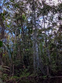 Rain Forest-1817-Edit