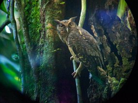 Rain Forest-1822-Edit