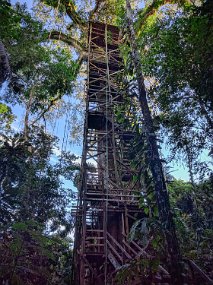 Rain Forest-1828-Edit
