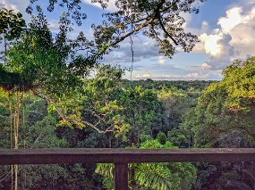 Rain Forest-1831-Edit