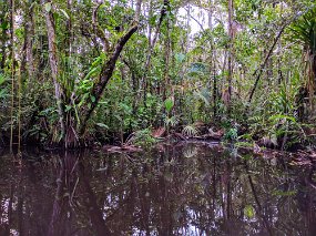Rain Forest-1861-Edit