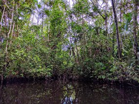 Rain Forest-1862-Edit