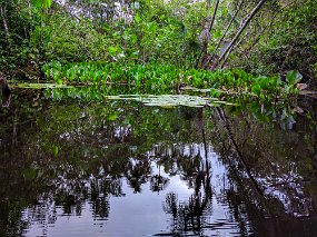 Rain Forest-1864-Edit