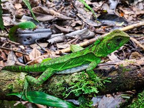 Rain Forest-1868-Edit
