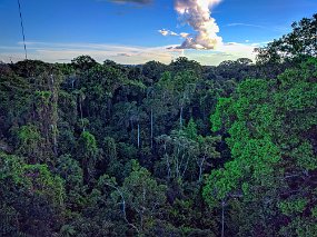 Rain Forest-1883-Edit