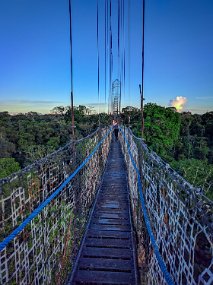 Rain Forest-1885-Edit