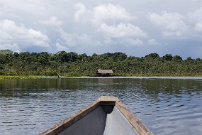 Rain Forest-19