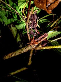 Rain Forest-1910-Edit