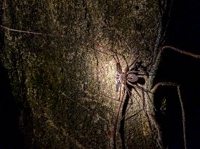 Rain Forest-1916-Edit