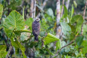 Rain Forest-223