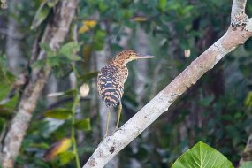 Rain Forest-227
