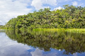 Rain Forest-23