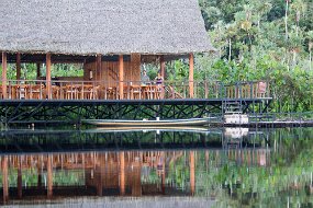 Rain Forest-247