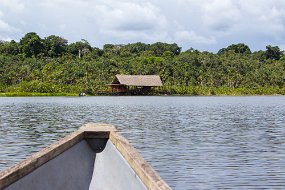 Rain Forest-25