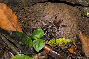 Rain Forest-255