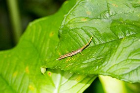 Rain Forest-259