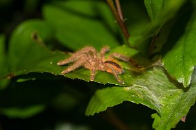 Rain Forest-267