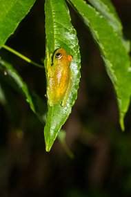 Rain Forest-271