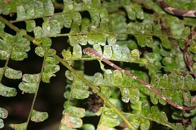 Rain Forest-283
