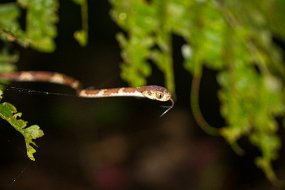 Rain Forest-287