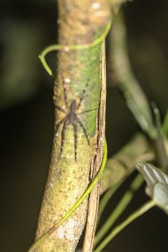 Rain Forest-293