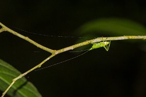 Rain Forest-295