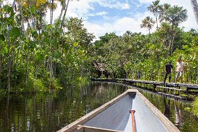 Rain Forest-31