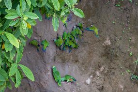 Rain Forest-315