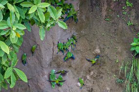Rain Forest-321