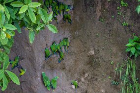 Rain Forest-331