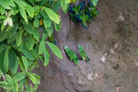 Rain Forest-347