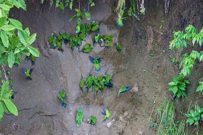 Rain Forest-361
