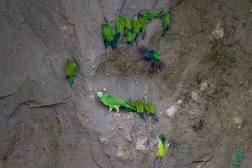 Rain Forest-389