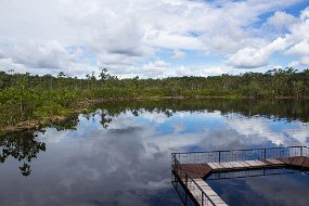 Rain Forest-39