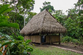 Rain Forest-424