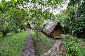 Rain Forest-429