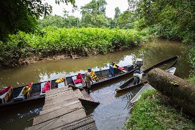 Rain Forest-433