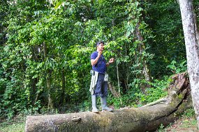 Rain Forest-435