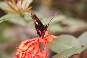 Rain Forest-519