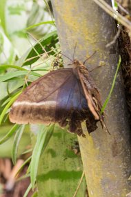 Rain Forest-535