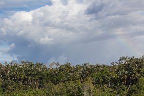 Rain Forest-57